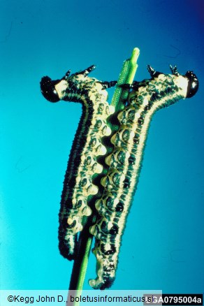 rjava borova grizlica (<i>Neodiprion sertifer</i>)