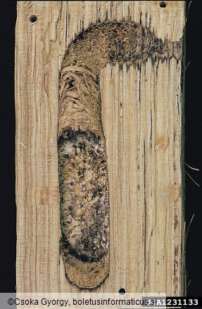 slokasti jarec (<i>Plagionotus arcuatus</i>)