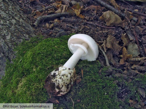 Amanita phalloides var. alba