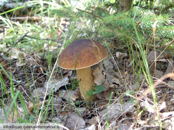 Boletus aestivalis
