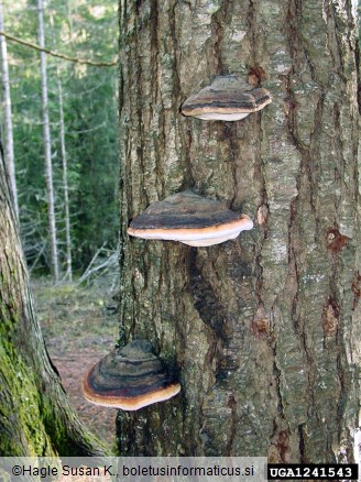 smrekova kresilača (<i>Fomitopsis pinicola</i>)