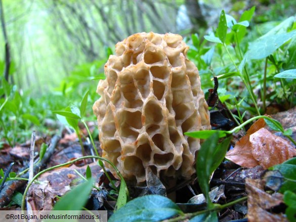Morchella esculenta