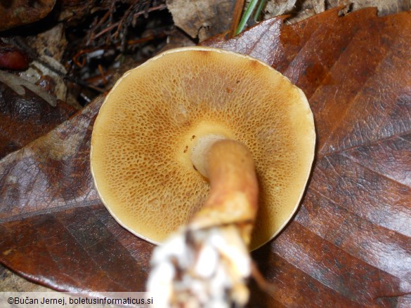 Suillus bovinus