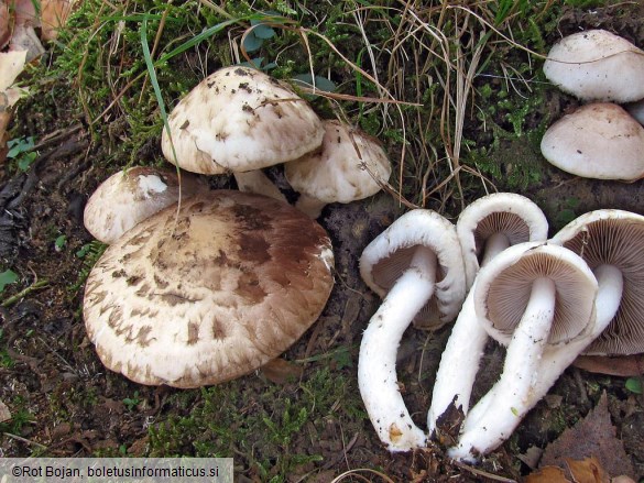 Psathyrella cotonea