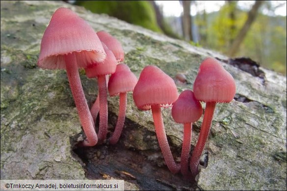 Mycena haematopus