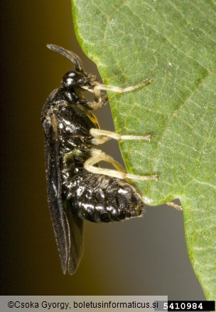 Aproceros leucopoda