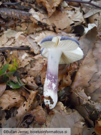 Russula parazurea