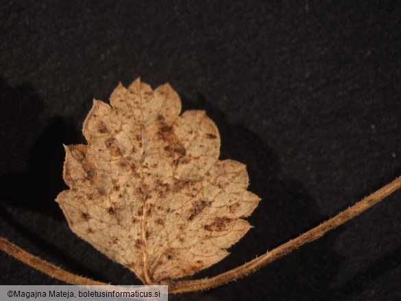 Puccinia pimpinellae