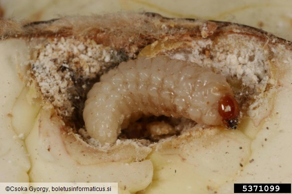 hrastov semenar (<i>Curculio glandium</i>)