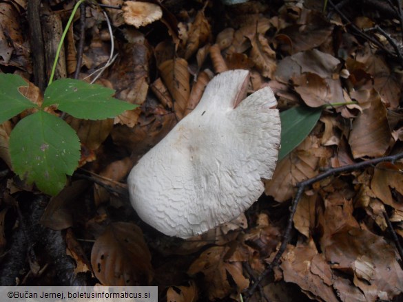 Agaricus essettei