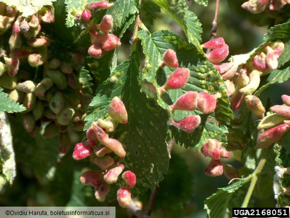 brestova šiškarica (<i>Byrsocrypta ulmi</i>) na <i>Ulmus procera</i>