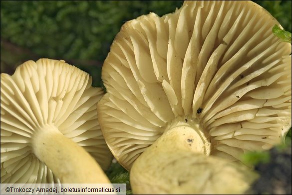 Tricholoma sulphureum