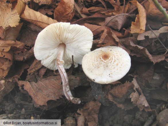 Lepiota cristata