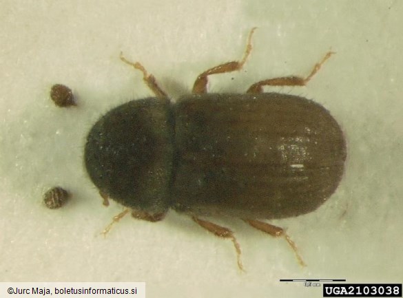 zranati macesnov lubadar (<i>Cryphalus intermedius</i>)