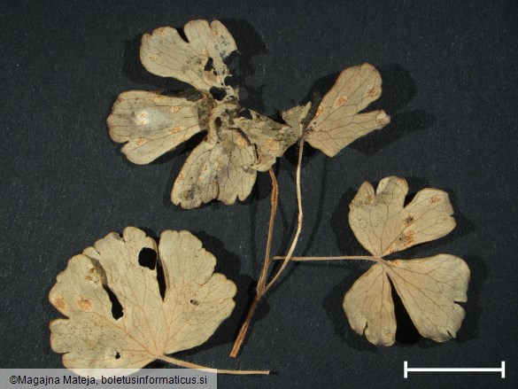 Aecidium aquilegiae