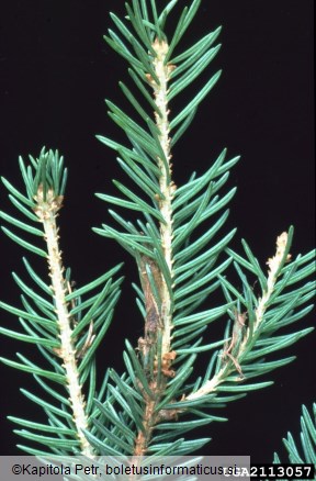 sivi macesnov zavijač (<i>Zeiraphera diniana</i>) na <i>Picea abies</i>