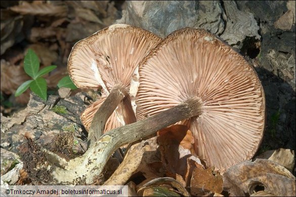 Armillaria mellea