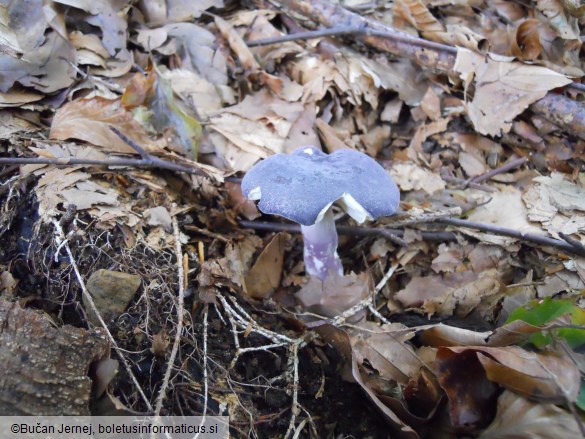 Russula parazurea