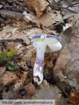 Russula parazurea