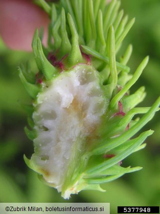 zelena smrekova uš ali zelena smrekova šiškarica (<i>Sacchiphantes viridis</i>) na <i>Picea</i> spp.