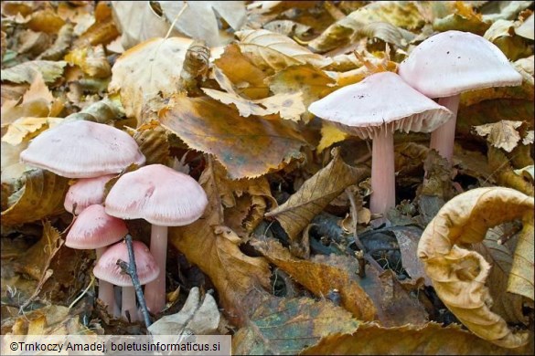 Mycena rosea