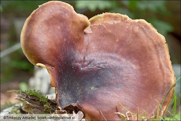 Royoporus badius