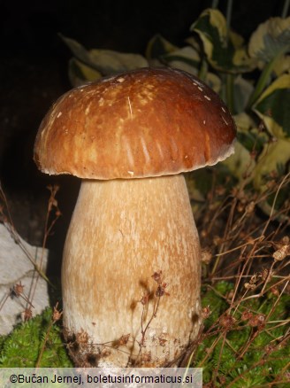 Boletus aestivalis