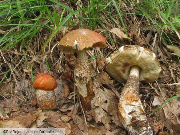 Leccinum quercinum