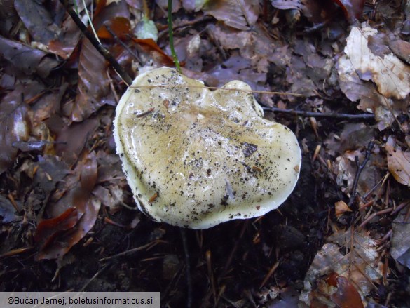 Tricholoma sejunctum