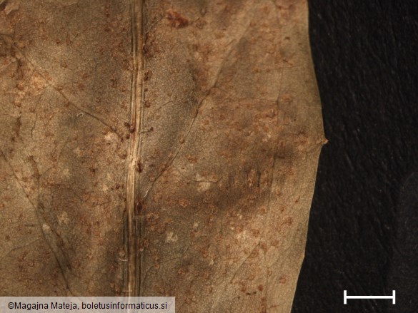 Puccinia chondrillae