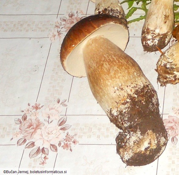 Boletus aestivalis