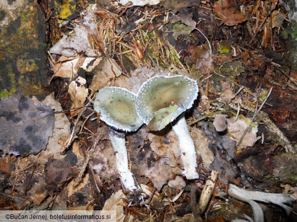 Stropharia aeruginosa