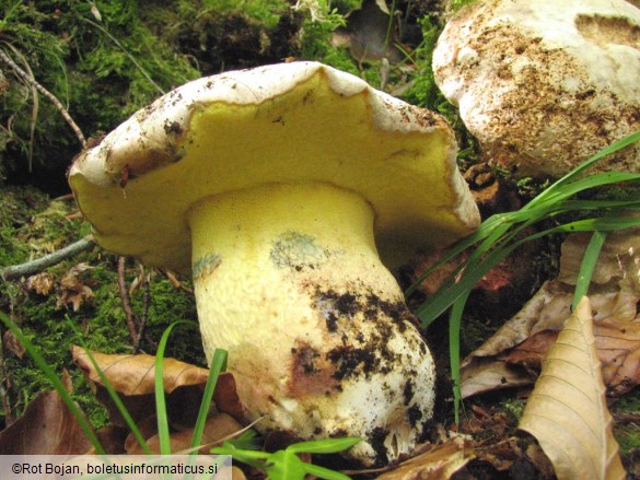 Boletus fechtneri