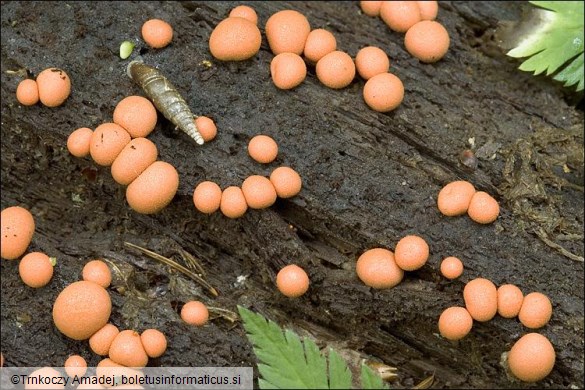 Lycogala terrestre