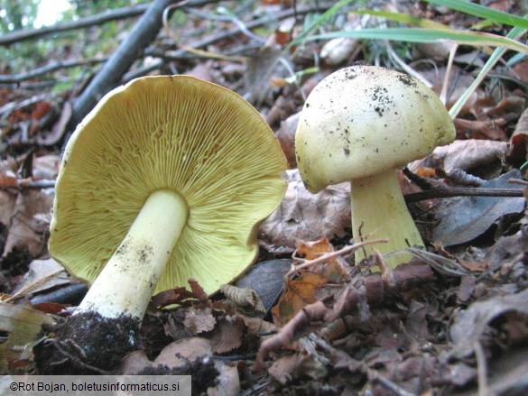 Tricholoma equestre