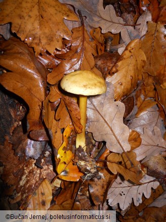 Tricholoma sulphureum