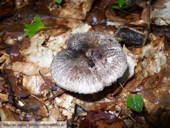 Tricholoma squarrulosum