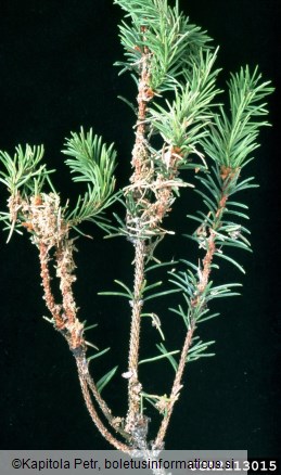 <i>Cephalcia arvensis</i> na <i>Picea abies</i>