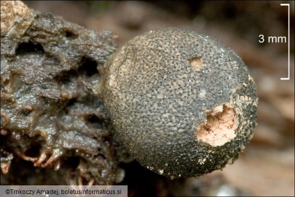 Lycogala terrestre