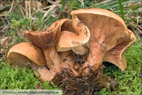 Lactarius fulvissimus