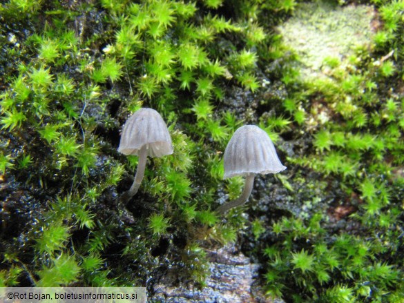 Mycena pseudocorticola