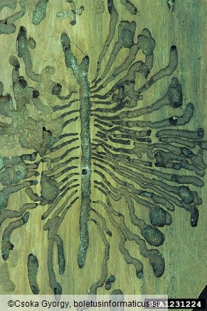 osmerozobi smrekov lubadar ali knaver (<i>Ips typographus</i>)