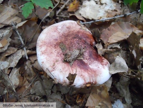 Hygrophorus russula