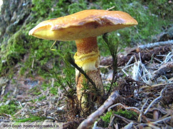 Suillus grevillei