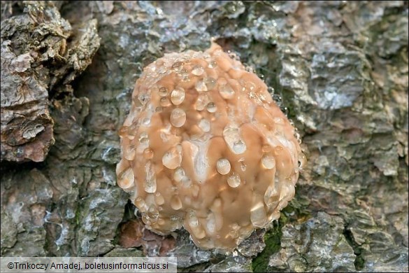 Fomitopsis pinicola