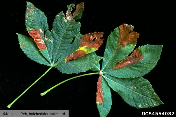 listna sušica divjega kostanja (<i>Guignardia aesculi</i>) na <i>Aesculus</i> spp.