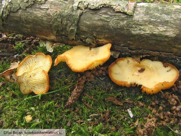 Lentinus suavissimus