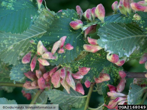 brestova šiškarica (<i>Byrsocrypta ulmi</i>) na <i>Ulmus procera</i>