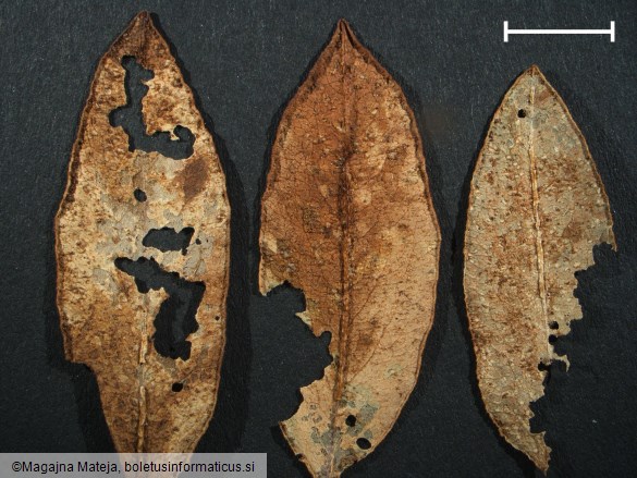 Puccinia bistortae