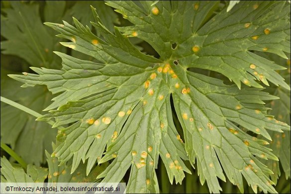 Puccinia lycoctoni